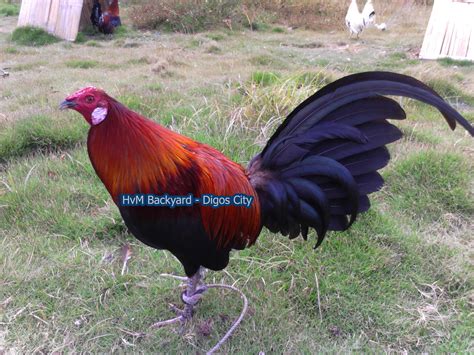viminolak ldi|Gamefowl & Sabong Products .